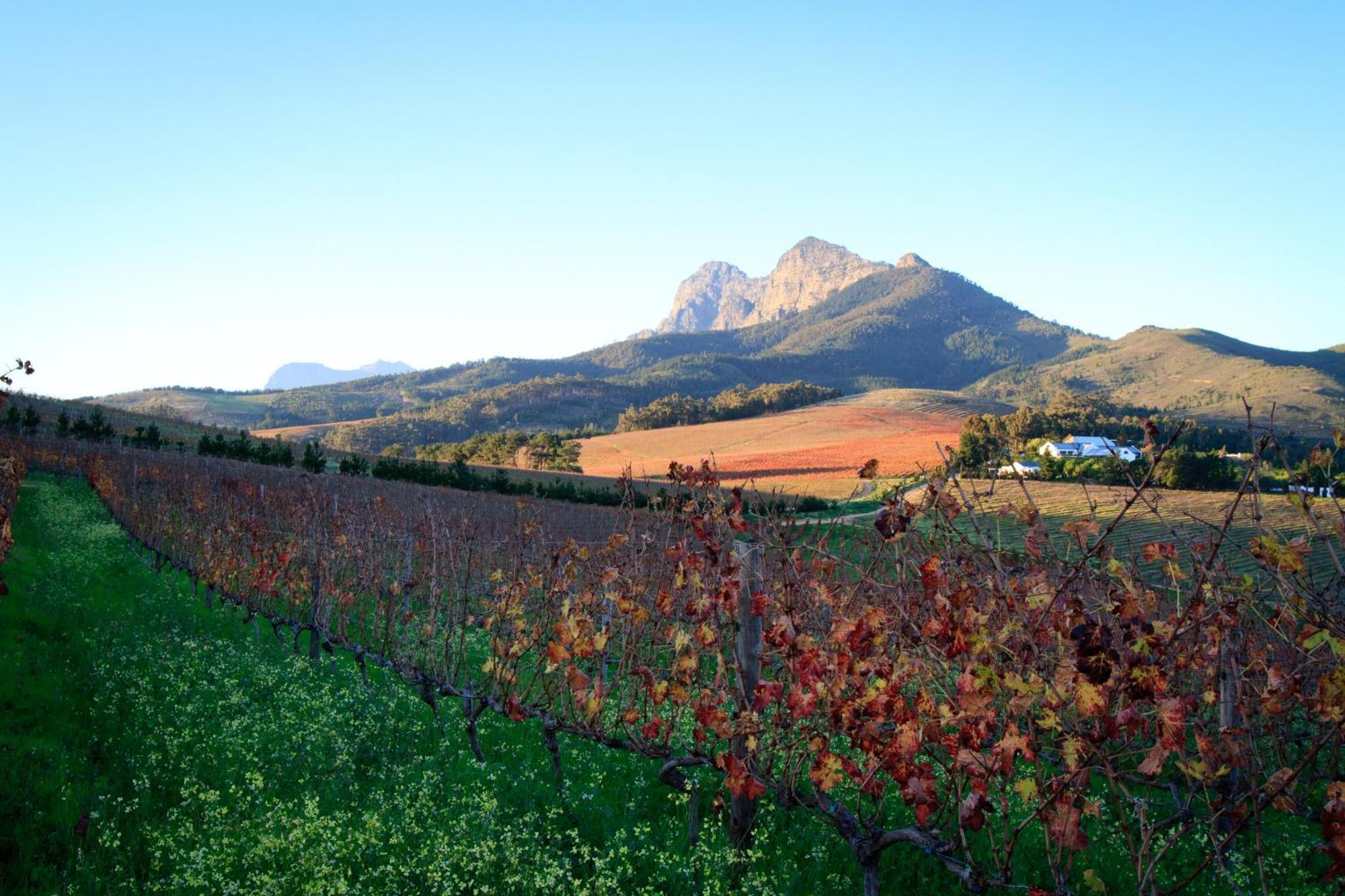 Marianne Wine Estate